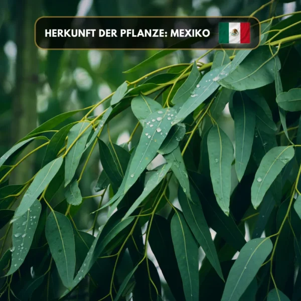Eukalyptus-Salbei (Bund 11cm)