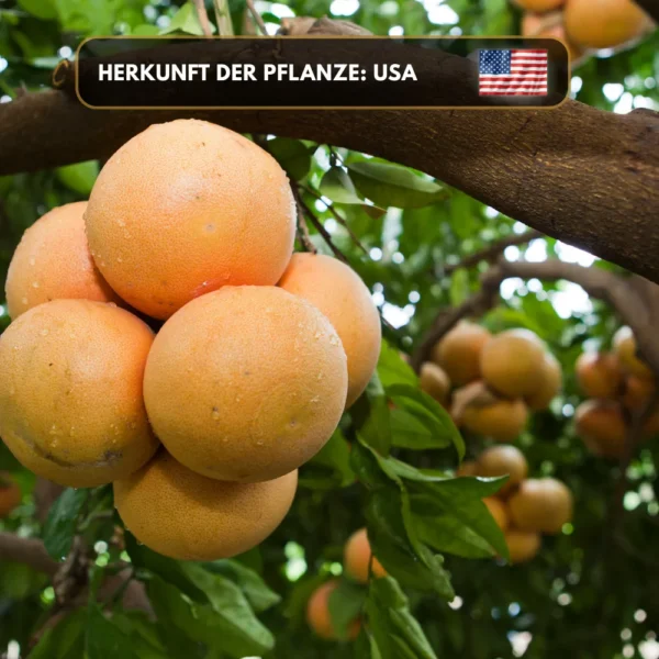 Grapefruitöl
