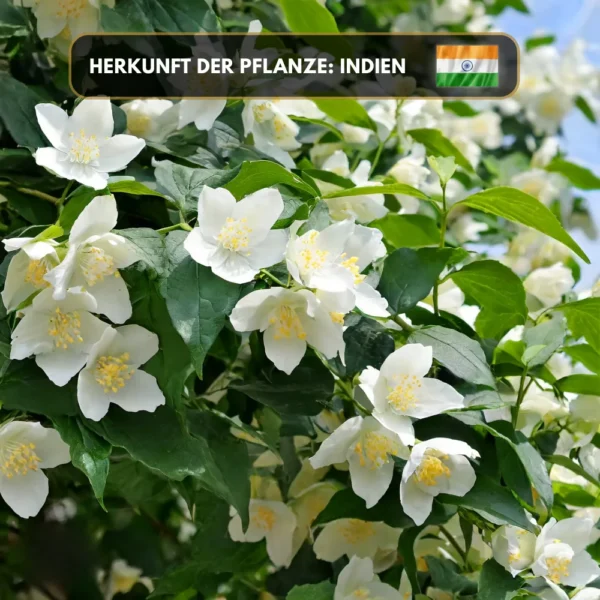 Jasminöl