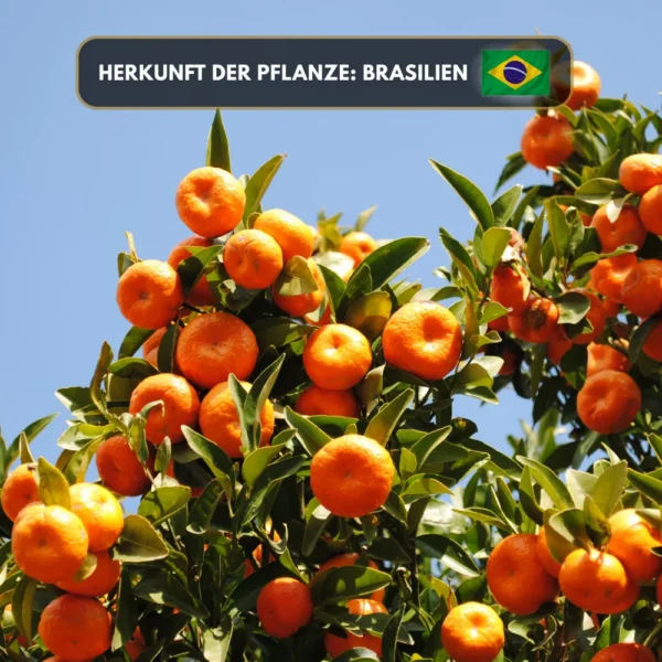 Mandarinenöl