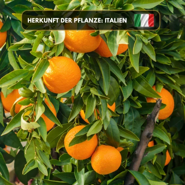 Orangenöl