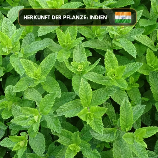 Pfefferminzöl