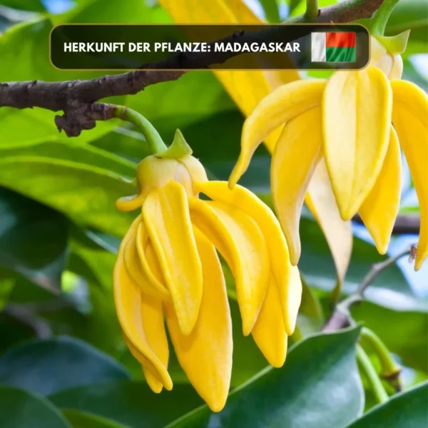Ylang-Ylang Öl