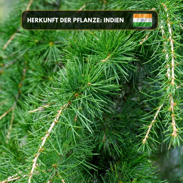 Zedernöl